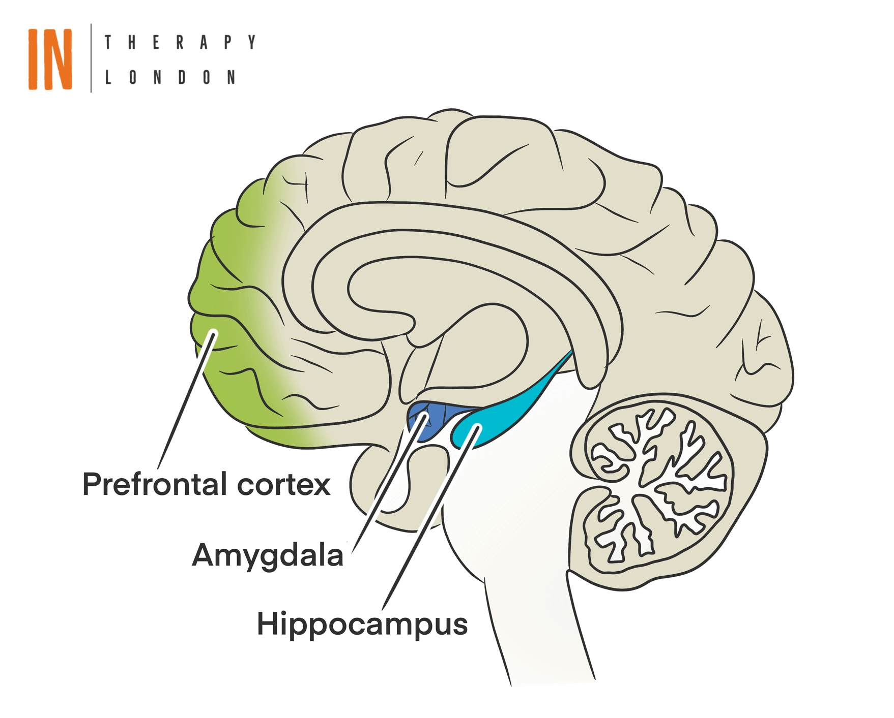Trauma therapy London - Relationship between the Amygdala and Prefrontal Cortex